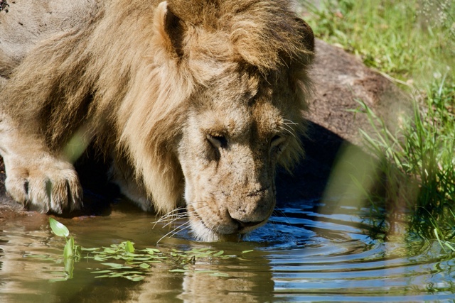 Lapping it up lion