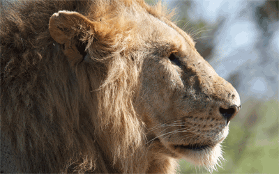 Lion Close Up